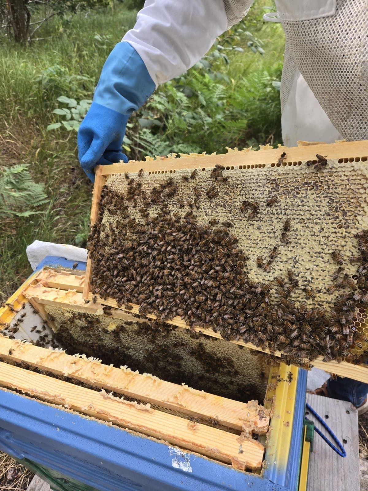 A beekeeper in a suit lifting a frame of fully capped honey, covered in bees, out of a blue hive at the forest edge