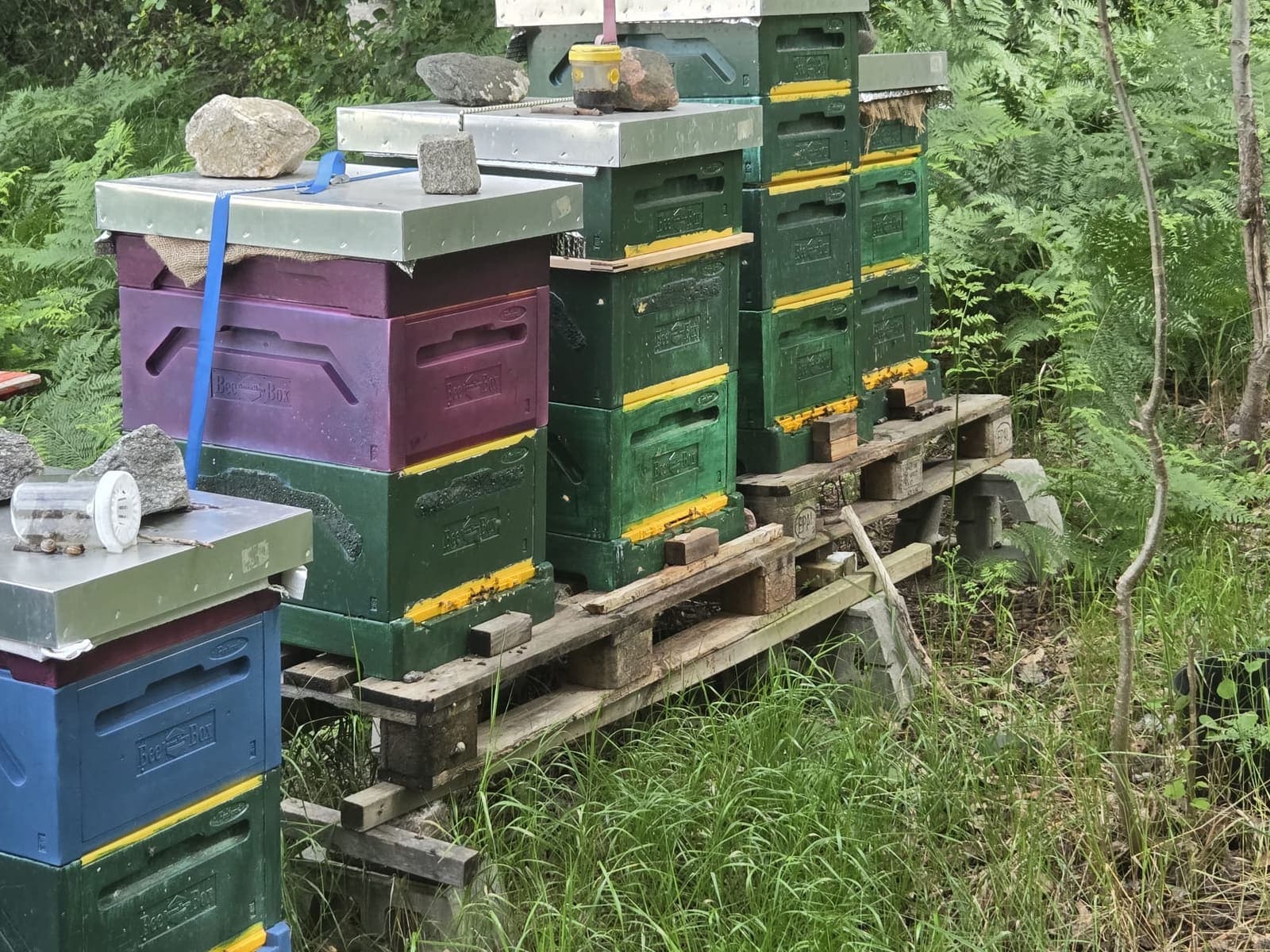 Hives in a row, built up with supers through the summer