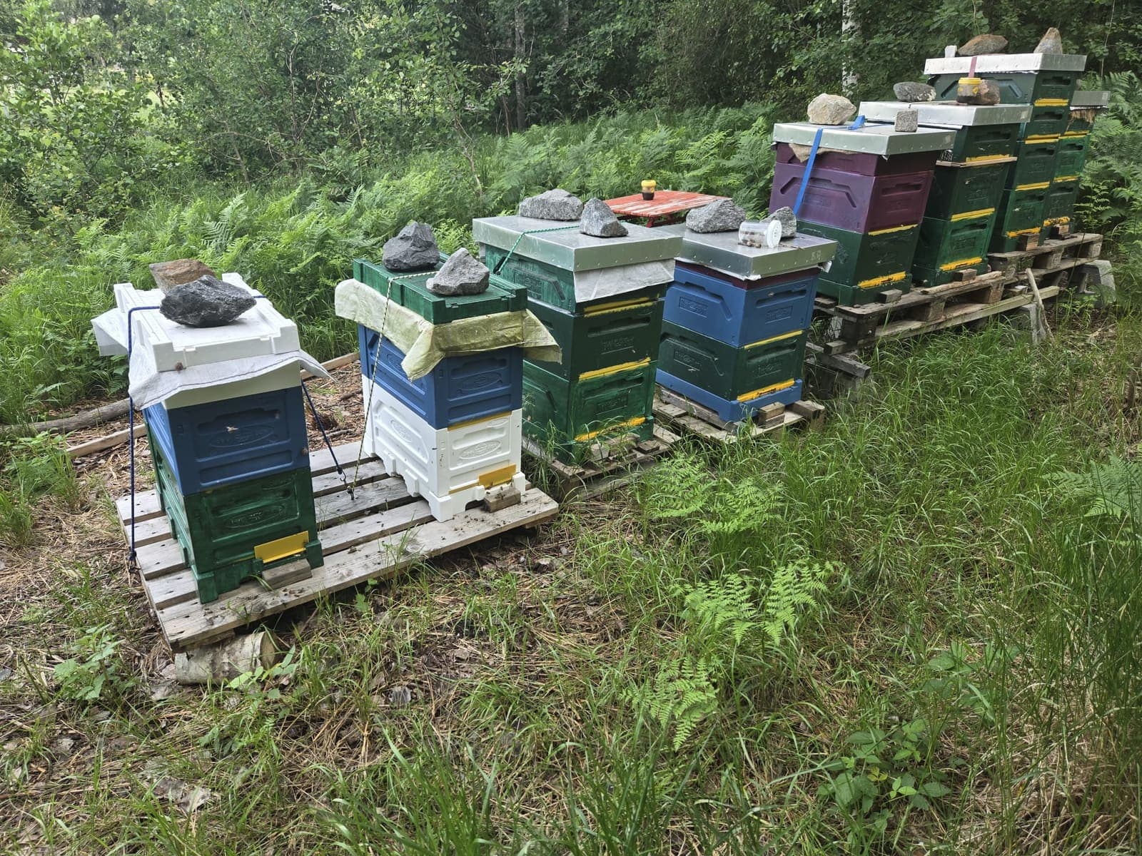 The apiary at Svinninge — hives on pallets in a forest clearing