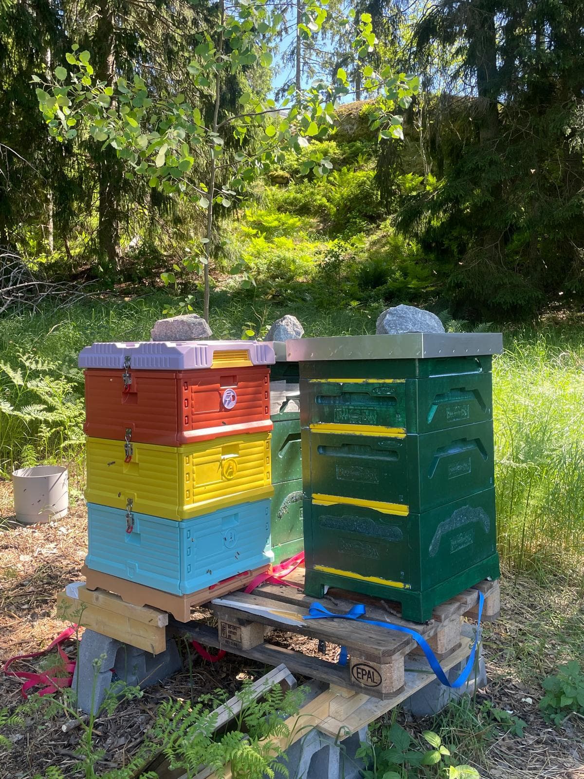 The apiary at Svinninge — colorful beehives in the forest