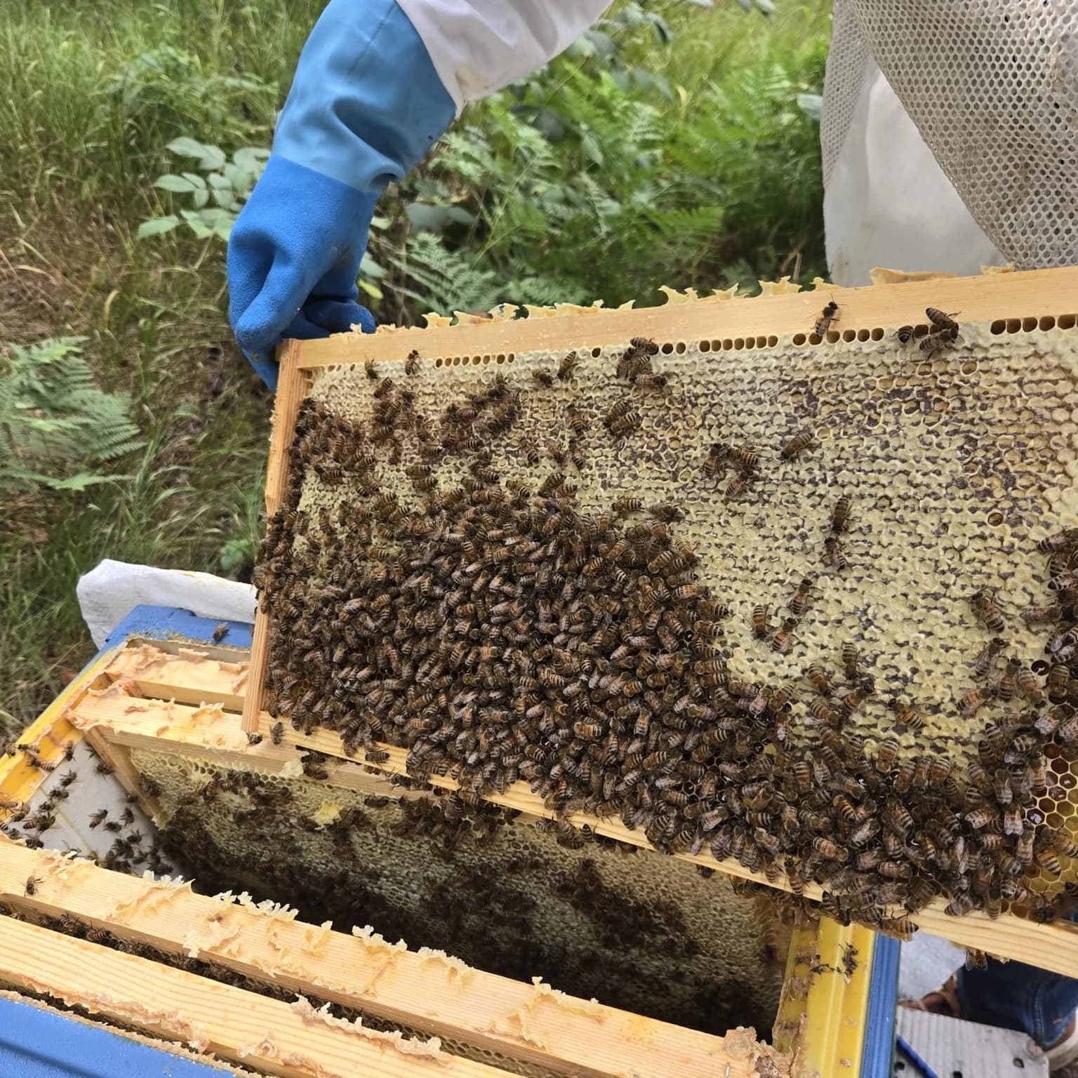 A beekeeper in a suit and blue gloves lifting a frame of fully capped honey, covered in bees, out of a blue hive at the forest edge